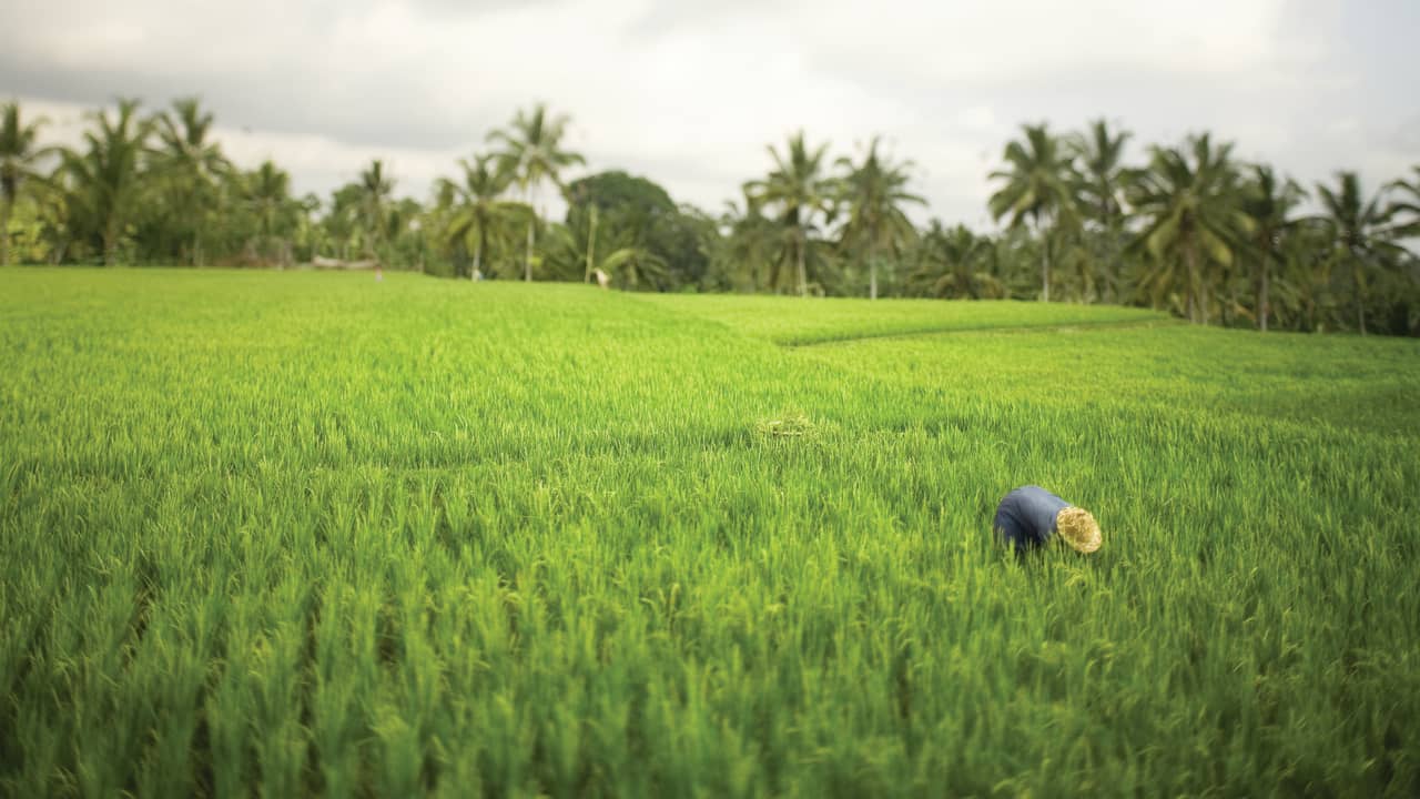 Farmer in a rice field in Bali