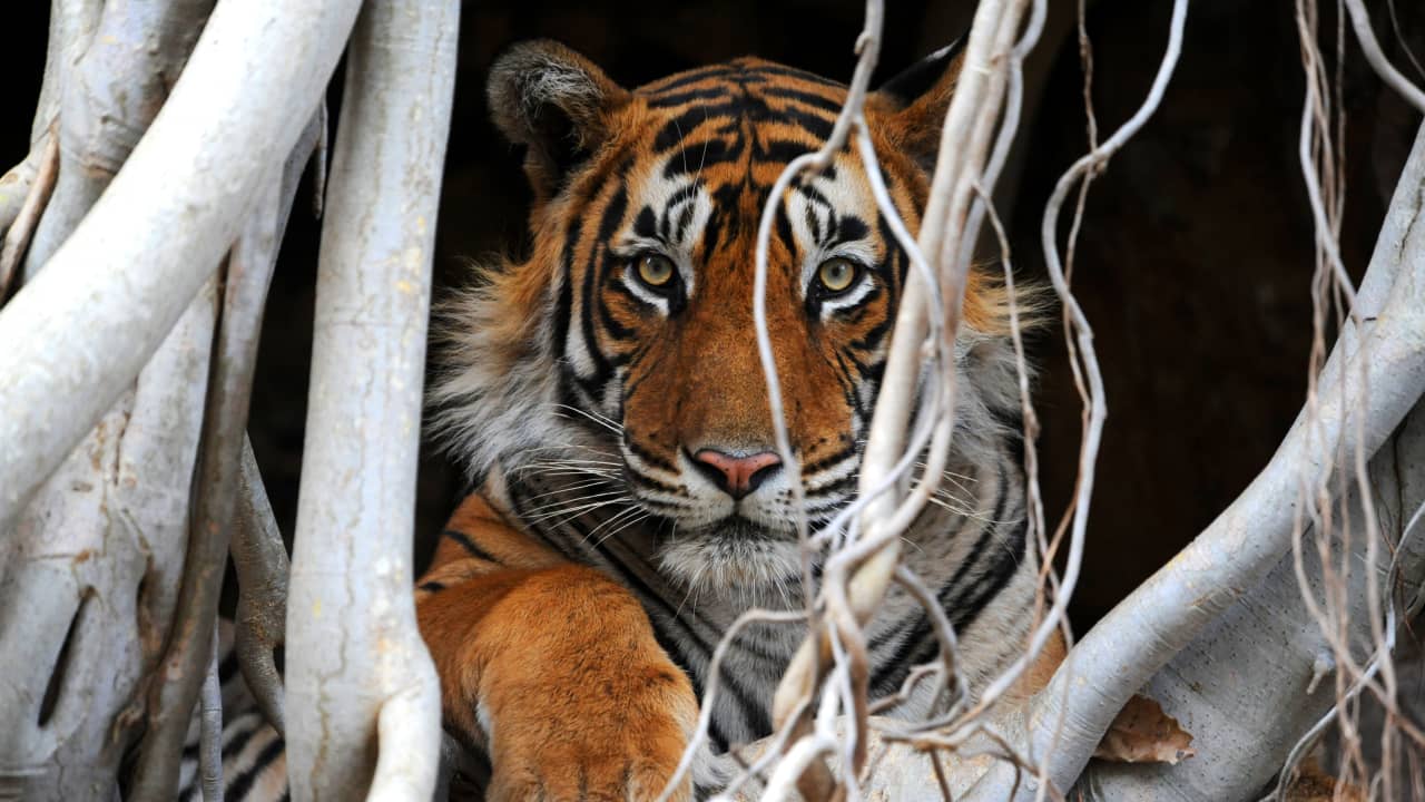 Wild tiger train journey in Asia 