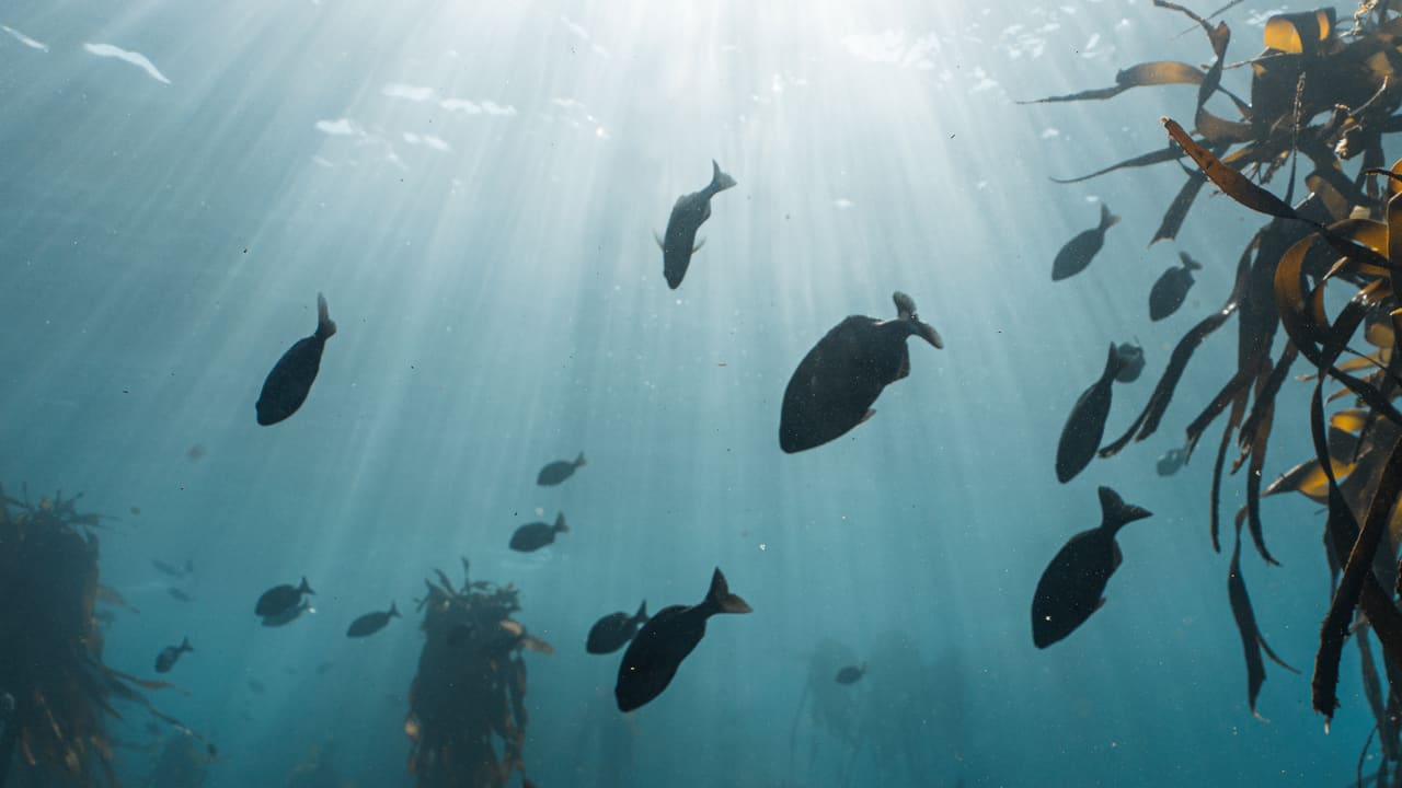 a shoal of fish swimming underwater