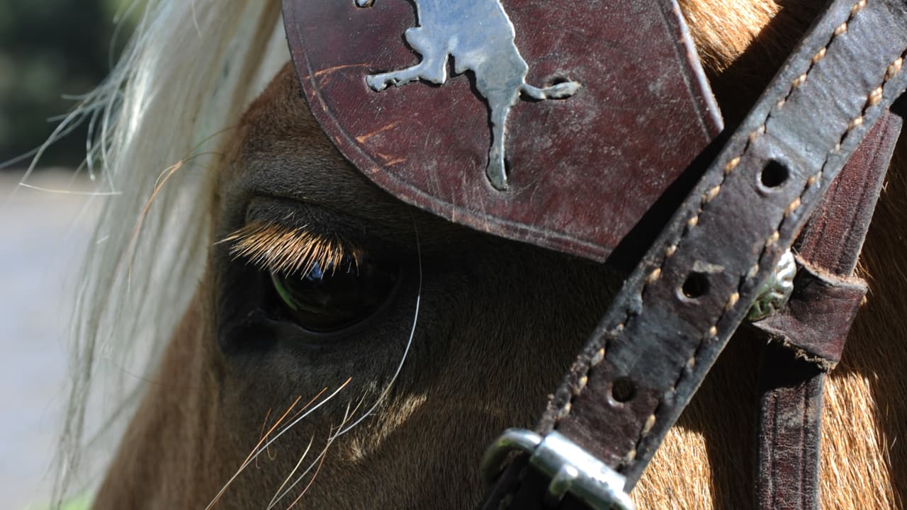 horse riding tours in Mexico