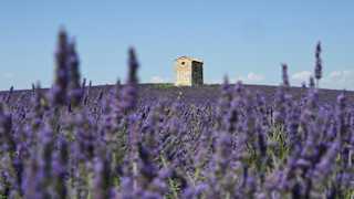 A small stone building stands on a hill in the distance, surrounded by a field of flowering lavender under a clear blue sky.