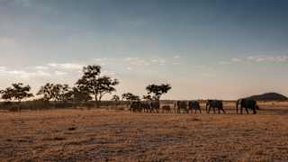 A herd of elephants walk in a line, the youngest in the middle, heading for trees on the grassy plain, seen in evening light.