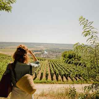 A woman in white shorts and blue top, with a basket, shields her eyes from sun as she gazes over vineyards, seen from behind.