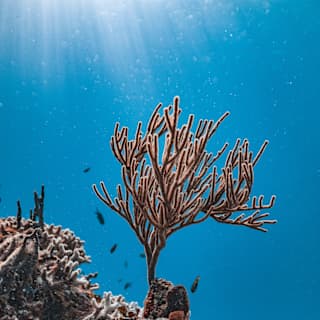 A delicate sea rod coral grows from a coral bed of mixed varieties, its arms reaching into the azure towards a shaft of light.