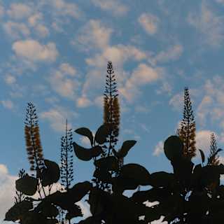 A plant with six flower stems carrying bottle-brush flowers rises in silhouette against a blue sky with white puffs of cloud.