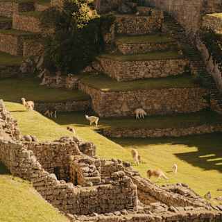 A group of white llamas nibble at the sunny grasses on the lawned terraces of Machu Picchu, overlooked by stone ruins.