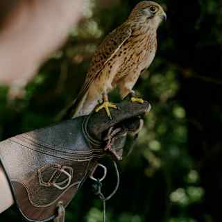 A pretty kestrel with a wide eye, soft brown feathers and yellow feet sits on a falconer's leather glove, seen close-up.