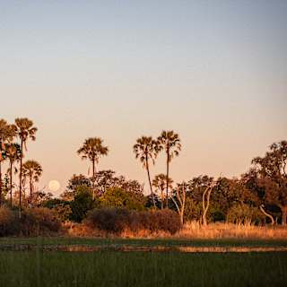 A full moon rises between tall palms and woodland trees tinted gold by the sunset, in an eye-level view across wetlands.