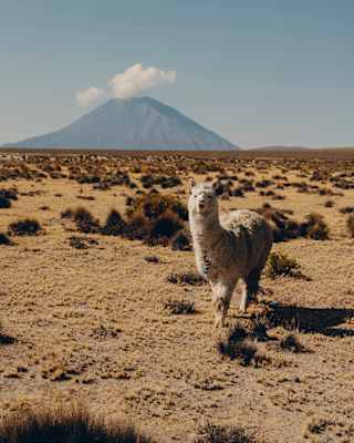 A white alpaca faces the camera in dry grasslands with the Misti volcano rising on the horizon, topped by a puff of cloud.