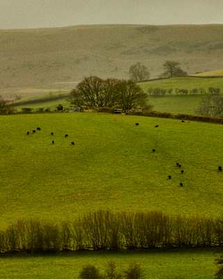 Rolling green hills dotted with grazing cows under an overcast sky, with scattered trees and hedgerows, and distant hills shrouded in mist in the background.