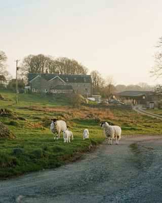 A small group of sheep, including lambs, stand on a rural gravel road beside a grassy field. In the background, there are farm buildings and leafless trees under a soft, golden sky.