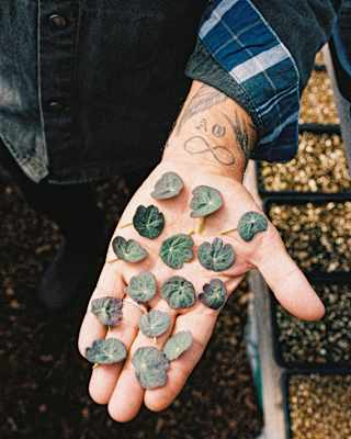 A person with tattoos on their wrist holds out their palm, displaying several small, round succulent leaves. Seedling trays with soil are visible in the background.