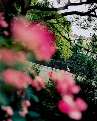Angled image of a man playing tennis on Cadogan's court, spied from afar through the pink blooms of a dog rose in soft-focus.
