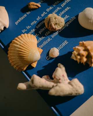 A collection of shells, corals and stones rest on a blue, hard-back book, seen in close-up.