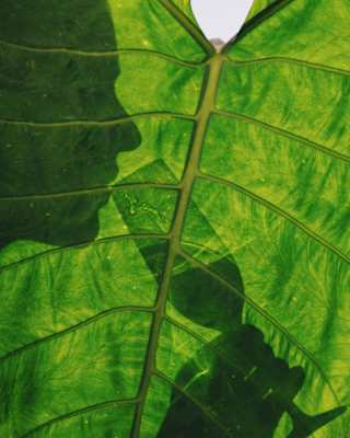 A close-up of a large green alocasia leaf reveals the shadow of a man sipping from a Champagne flute on the other side of it.