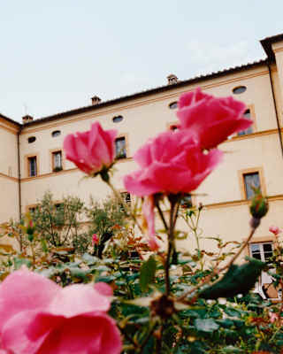 Low-angle view of the cream façade of Castello di Casole, seen from gardens over blushing pink roses.