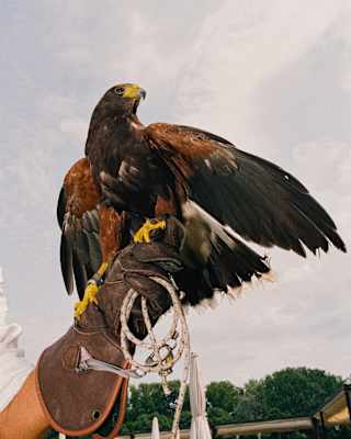 A brown Harris's Hawk with yellow beak and talons sits on the arm of a falconer wearing a thick glove, seen from below.