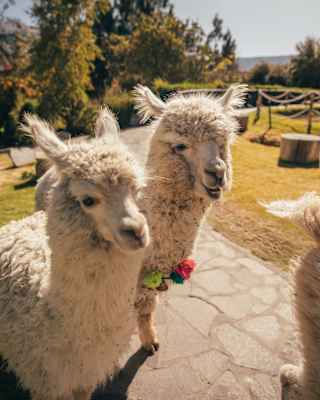 Two fluffy white alpacas stand side by side on a stone path outdoors, with green trees and grass in the background under a sunny sky. One alpaca has a colourful decoration on its neck.