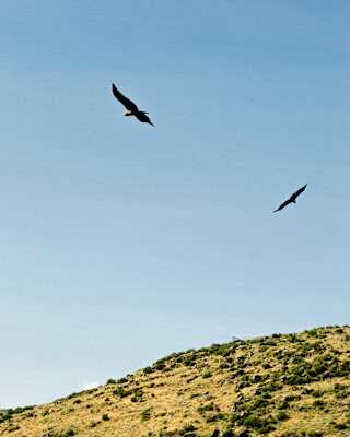 Two birds soar in a clear blue sky above a grassy, shrub-speckled hill.