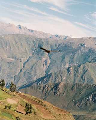 A large bird soars above a mountainous landscape with green slopes, distant peaks, and a partly cloudy sky.