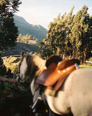 A saddled horse stands in the foreground, slightly out of focus, with tall trees and a sunlit mountain landscape in the background.
