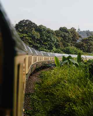 View down the exterior of the carriages of the Eastern and Oriental Express as it rounds a corner, banked by dense foliage.