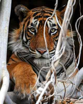 A majestic orange, white and black-striped Bengal tiger peers out between the tangled trunks and root props of a Banyan tree.