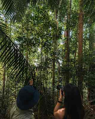 A man and a woman, holding up a camera, stand the low light of a dense forest, gazing at the canopy, seen from behind.