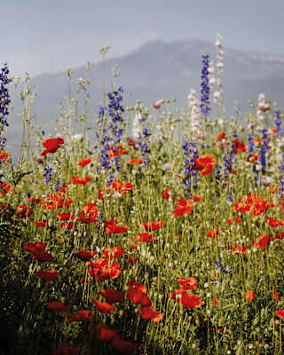 Eye-level view of crimson poppies, and purple and white delphiniums, growing wild in grasses illuminated by sunshine.