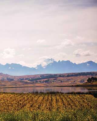 Fields of brown grasses and yellow flowers border Laguna Huaypo, in a view across the water to snow-capped mountains beyond.