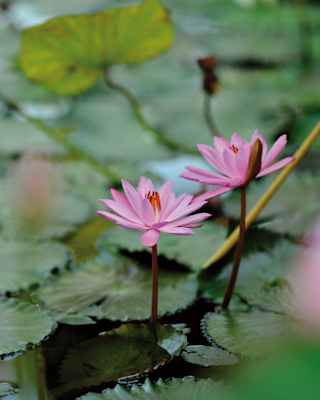 Close-up of two pink flowers emerging among lily pads on a pond