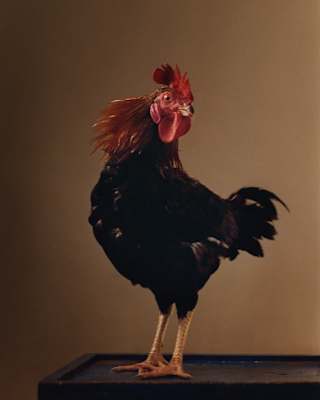 A black cockerel with a red comb and bronze head feathers stands sideways on table top, a beady eye on the camera.