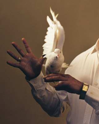 A white dove with wings raised and touching above its head faces the camera as it sits on the hand of a magician, close-up.
