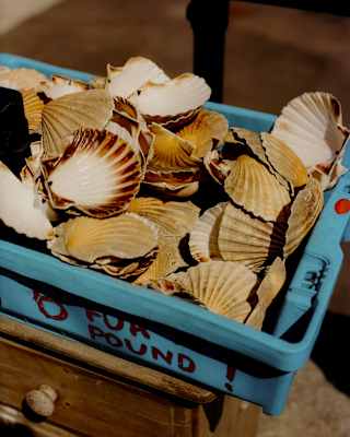 A blue plastic container filled with empty scallop shells sits on a wooden surface. The words FOR POUND are written in red on the side of the container.