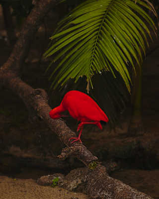 A stunning Scarlet Ibis bird, entirely red from head to toe, stands on one leg on a log beneath a palm frond, neck lowered.