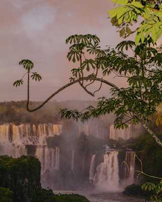 An arching umbrella tree branch frames the Iguassu falls, as the water cascades over its rocky ledges under a purpling sky.
