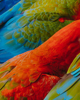 Close-up of feathers belonging to four separate macaws, with extraodinary shades of crimson, green and electric blue.
