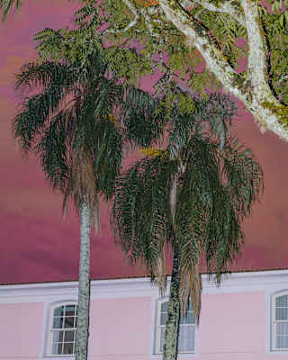 Low-angle view of two palms growing outside the pink hotel, rising into a dramatic mauve-cloud sky, part-obscured by a tree.