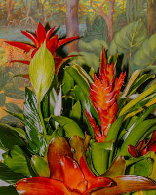 Close-up of a Flaming Sword Bromelia plant with thick green leaves and two visible poker-like blooms, in front of a mural.