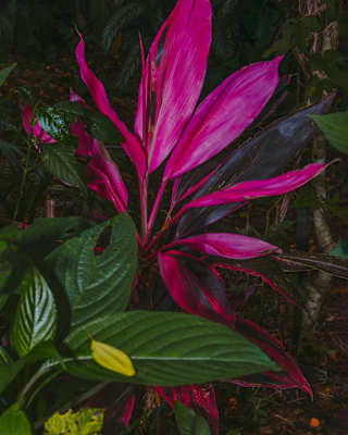 View into a garden bed where a vivid magenta Cordyline plant adds a bright splash in the subdued greens of its neighbours.