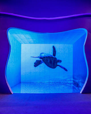 An LED panel shows a swimming turtle in an display devised by a conservation collaboration between Belmond and Parley.