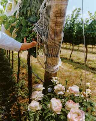 A person adjusts netting on a vineyard post among grapevines, with flowering pink roses growing at the base in sunlight.