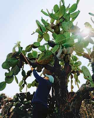 A person in a dark shirt stands under a large prickly pear cactus, reaching up to touch its pads. Sunlight shines through the top right of the cactus, creating a bright, backlit scene.