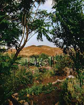 A view of a dry, brown hill framed by green trees, cacti, and various plants in the foreground under a partly cloudy sky.