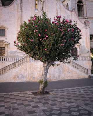 Bordering the tiled Piazza IX Aprile, a pink flowering oleander tree sets off the peachy stone of Chiesa di San Giuseppe.