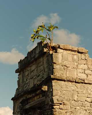 A plant grows from a crack in the top of an ancient stone ruin, beneath a blue sky with white fluffy clouds.
