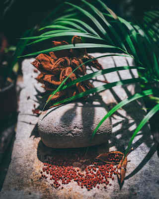 Looking down on pile of achiotes, a grinding stone and an open pod spilling little red seeds, on a stone wall by a palm frond.