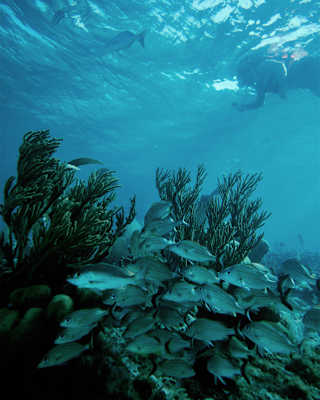 A diver near the surface swims over a reef where schools of fish circle the corals, photographed from below by Cami Torres.