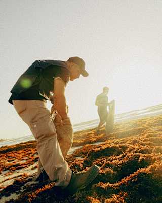 Two people stand on a sunlit, seaweed-covered shore. One is in the foreground, bending down, whilst the other stands further back. The sunlight creates a warm, glowing effect in the scene.