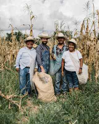 Fernando Laposse, second left, stands in a corn field with three Tonahuixtla farmers, all in white hats, with a sack of husks.
